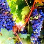 נפתחה עונת בציר ענבי היין ביקב הרי גליל