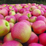 חקלאות בגולן – הסתיים קטיף תפוח פינק ליידי