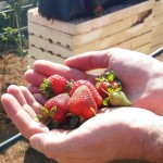 מרום גולן: תותים מתוקים לחודשי הקיץ