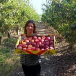 לקראת ראש השנה: זני התפוח העתידיים שיכבשו את השווקים