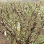 הדברה ידידותית לאדם ולסביבה