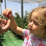 חגיגת הפטל והאוכמניות