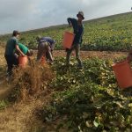 תלמידי “רגבים” לסייע לחקלאי עוטף עזה