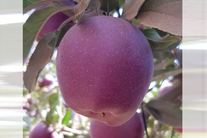 יבול תפוחים בגולן