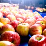 תפוחים ורימונים לראש השנה