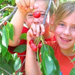 בשבוע הבא קטיף  תותי קיץ ופירות יער