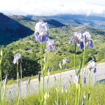 ממלכת החרמון בשיא פריחתה