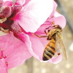 דבורת הדבש: 4 דברים מעניינים שאולי לא ידעתם