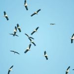 זה הזמן לדבר על… נדידת הציפורים!