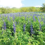 טיול כחול עמוק