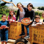 ביכורי הדובדבן