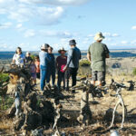 גינות אמנים במעלה גמלא