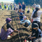 מתנדבים בחווה לחינוך חקלאי גולן – זורעים ערכים, קוצרים קהילה