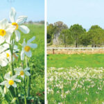 אל הנרקיס המצוי