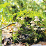 כפטריות אחרי הגשם