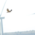 ציפורים על הרמה