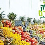 מהבזלת של הגולן לשולחן החג