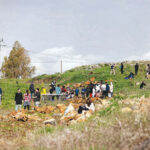 חורשה של הוקרה בגולן