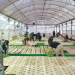 חקלאות בתלת-ממד