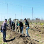 מטע לזכר יואל גולדיטש, מנוב