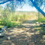 מגינוסר לחוף חוקוק צפון: טיול טבע ומורשת בצפון הכנרת