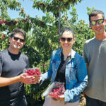 כובשים את הפסגה בסימן דובדבן