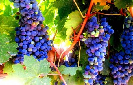 נפתחה עונת בציר ענבי היין ביקב הרי גליל